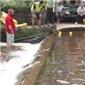 duck race finale